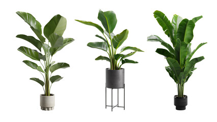 Banana Tree Indoor Alpha BG