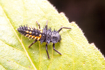 Harmonia axyridis larva in the wild state