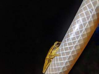 The striped tree frog is nocturnal