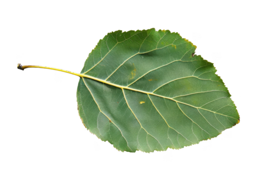 Aspen leaf, isolated on solid white background, PNG di-cut style, realistic photo style, object as model