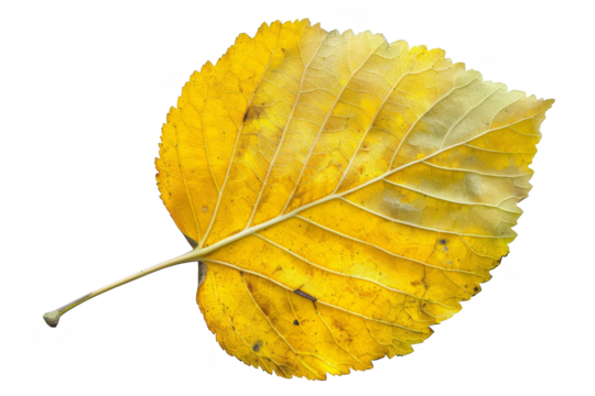 Aspen leaf, isolated on solid white background, PNG di-cut style, realistic photo style, object as model
