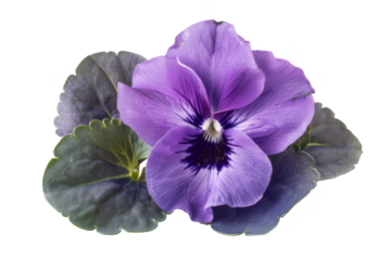 African violet, isolated on solid white background, PNG di-cut style, realistic photo style, object as model