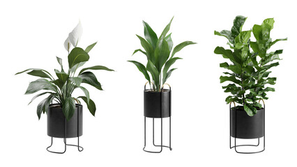 Indoor Plants Transparent Background