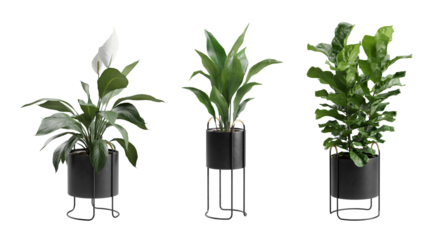 Indoor Plants Transparent Background