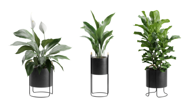Indoor Plants Transparent Background