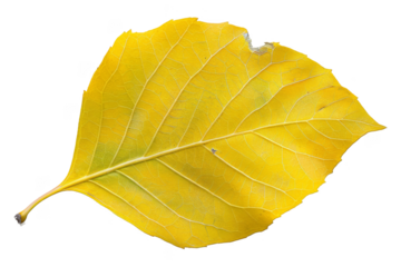 Aspen leaf, isolated on solid white background, PNG di-cut style, realistic photo style, object as model
