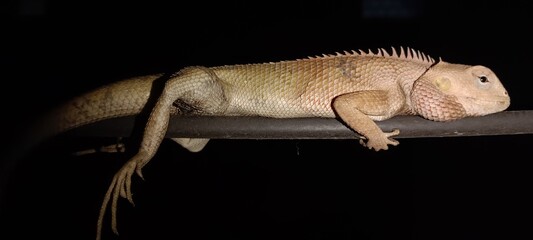 bearded dragon lizard