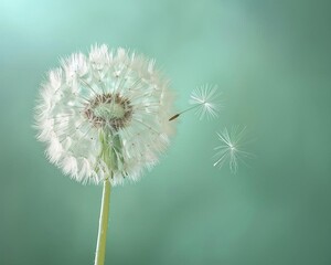 Dandelion fluff close-up, with a subtle pastel green background, styled as a soft focus image ideal for soothing wall art.