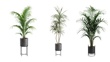 Indoor Potted Palm Plants Alpha Background