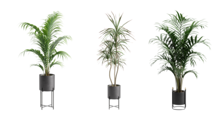 Indoor Potted Palm Plants Alpha Background