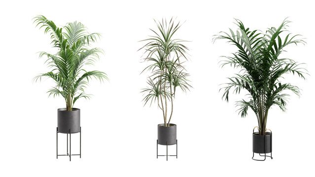 Indoor Potted Palm Plants Alpha Background