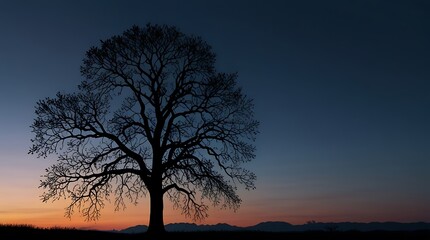  image is of a large tree with no leaves in front of a sunset