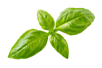 Fototapeta premium Basil leaf, isolated on solid white background, PNG di-cut style, realistic photo style, object as model