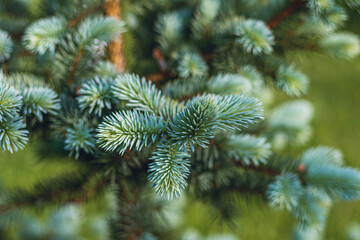 Blue Christmas tree. Christmas Holiday card Background