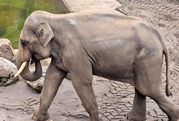 elephant in the zoo