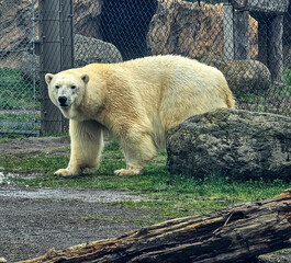 polar bear in zoo