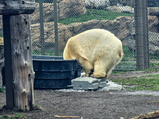 White polar bear looking for ice 