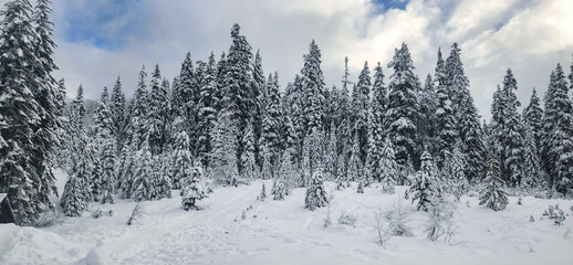 forest in winter