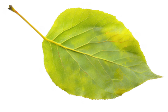 Aspen leaf, isolated on solid white background, PNG di-cut style, realistic photo style, object as model