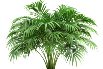 Areca palm, isolated on solid white background, PNG di-cut style, realistic photo style, object as model