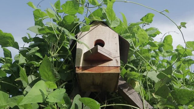 Slow Motion Shot pulling away from a Single Cedar Bluebird House covered in Lima Bean Foliage in the Evening Outside