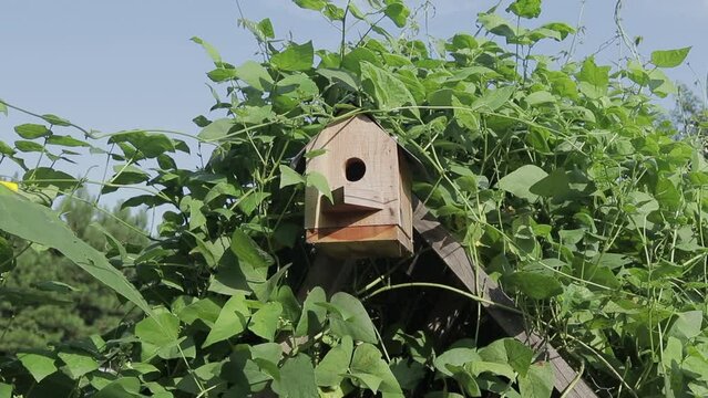 Slow-Motion Shot around a Single Cedar Bluebird House covered in Lima Bean Foliage in the Evening Outside