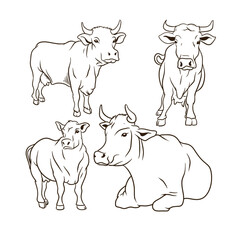 cow hand drawn vector