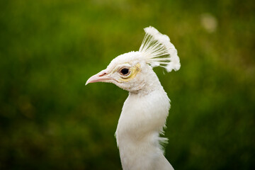 White peafowl peacock