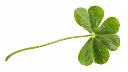 Green clover isolated on a white background