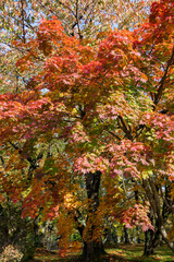 紅葉の公園
