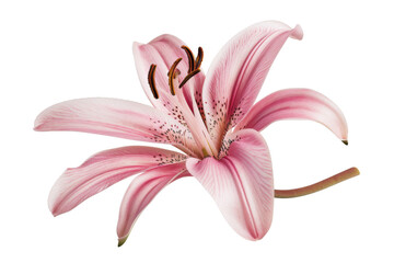 Naklejka premium Lily, isolated on solid white background, PNG di-cut style, realistic photo style, object as model