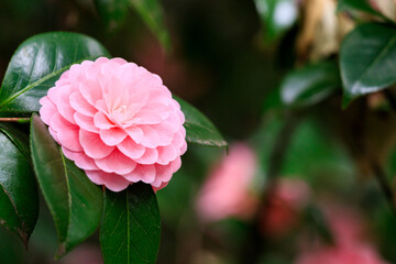 美しいピンクの椿