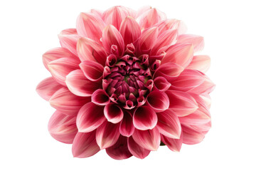 Dahlia, isolated on solid white background, PNG di-cut style, realistic photo style, object as model