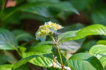 青紫陽花と緑の葉