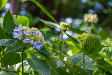 青紫陽花: 夏の庭の爽やかさ