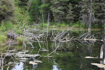 dead branches rise from a pond of naturally toxic alkaline water