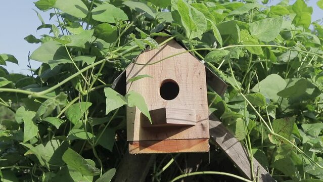 Slow Motion Shot pulling away from a Single Cedar Bluebird House covered in Lima Bean Foliage in the Evening Outside