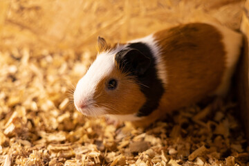 The white-brown guinea pig focuses on the eyes spaced between the copy space.