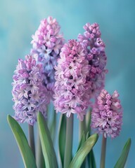 Obraz premium Beautiful purple hyacinth flowers bloom with vibrant colors and intricate details against a soft blue backdrop.