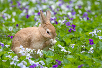 Rabbit rubbing her face in a field of violets in spring