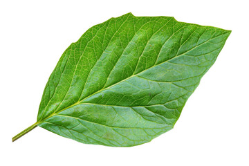 Obraz premium Elderberry leaf, isolated on solid white background, PNG di-cut style, realistic photo style, object as model