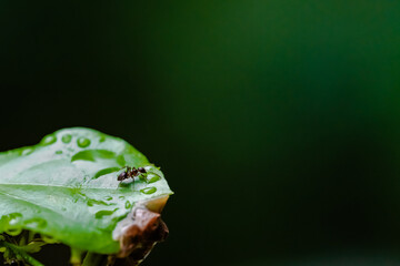 Ant after raining