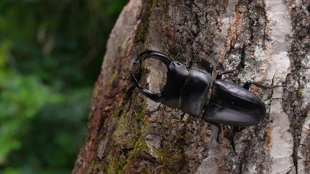 木の上にいるオオクワガタのオスの4K動画(日本のクワガタムシ)