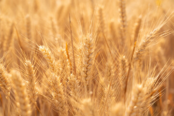 golden wheat field. Ears of golden wheat close up.
