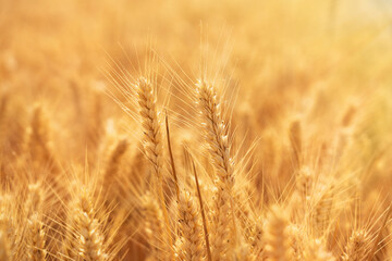 Fototapeta premium golden wheat field. Ears of golden wheat close up.