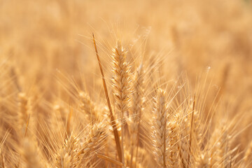 golden wheat field. Ears of golden wheat close up.