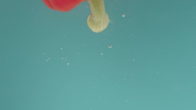 A one red vegetable bell pepper on a turquoise background plunges into water, rotates, emerges to the surface, floats, forms waves and bubbles. Slow motion mode. Close up.