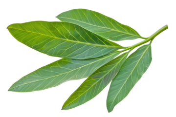 Sassafras leaf, isolated on solid white background, PNG di-cut style, realistic photo style, object as model