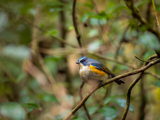 深い藪の奥で静かに枝に留まっているルリビタキの雄