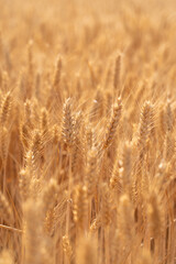 Fototapeta premium golden wheat field. Ears of golden wheat close up.